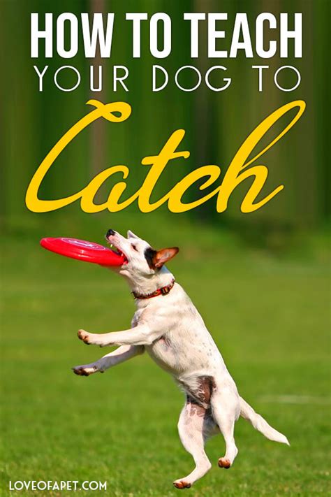 How To Teach Your Dog To Catch 4 Simple Steps Love Of A Pet