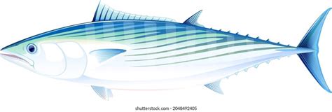 Atlantic Bonito Fish Side View Realistic Stock Vector Royalty Free