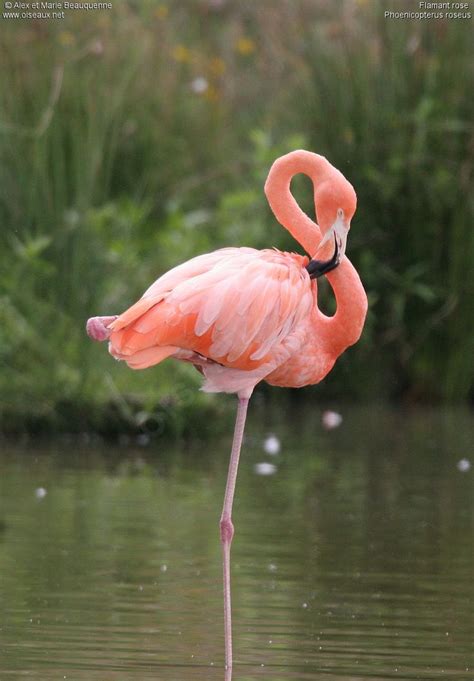 Of their breeding sites were transformed by human activities or major changes in environmental conditions, such as the rise in sea level associated with global warming. flamant rose | Flamant rose dessin, Flamant rose et Flamant