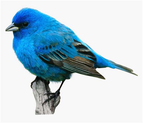 Bird Food Crane Desktop Wallpaper Eastern Bluebird Blue Bird
