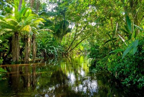 5 Hutan Belantara Paling Menakjubkan Di Dunia Hutan Kalimantan Masuk