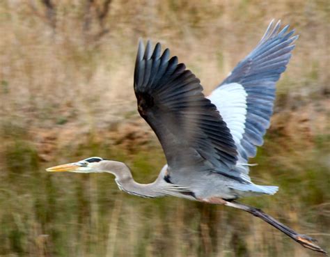 Heron In Flight Free Photo Download Freeimages
