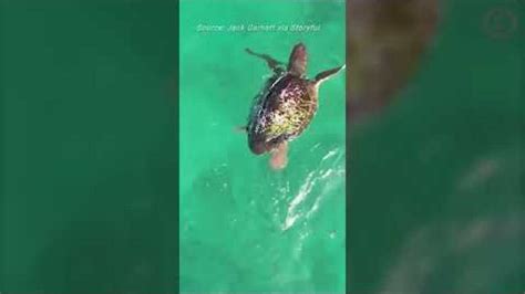 Χελώνα παλεύει με καρχαρία μεσοπέλαγα και τον νικάει Βίντεο