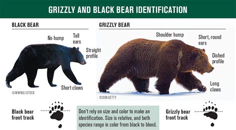 Grizzly Black Bear Grizzly Bear Claws