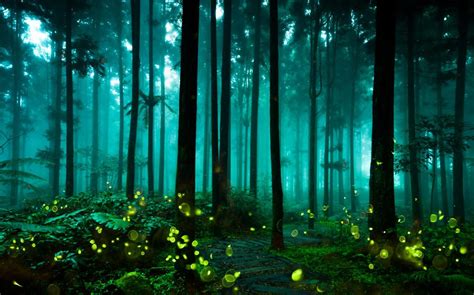 The Weird Wonderful World Of Bioluminescence