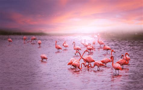 Where Do Flamingos Live Animal Corner