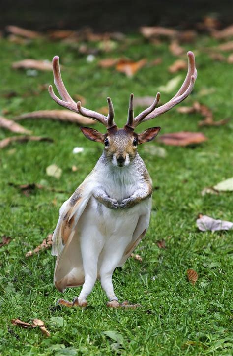 56 Best Images About Hybrid Animals On Pinterest Animais