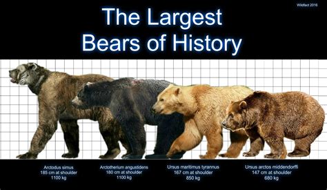 Bears Of The Pleistocene