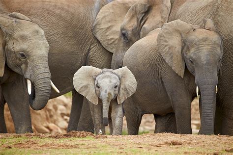 Beautiful Stock Photos Of Baby Elephants In South Africa