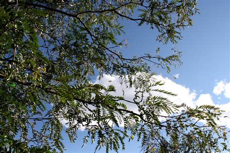 Blue Sky Seen Through Tree Leaves Picture Free Photograph Photos