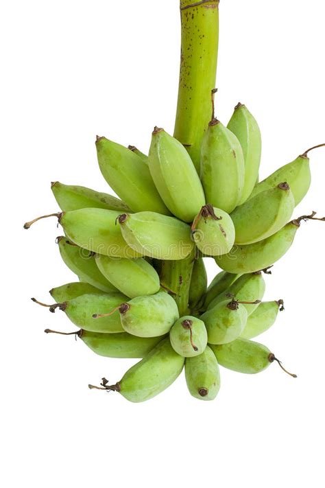 Bunch Of Green Bananas Isolated On White Background Stock Photo Image