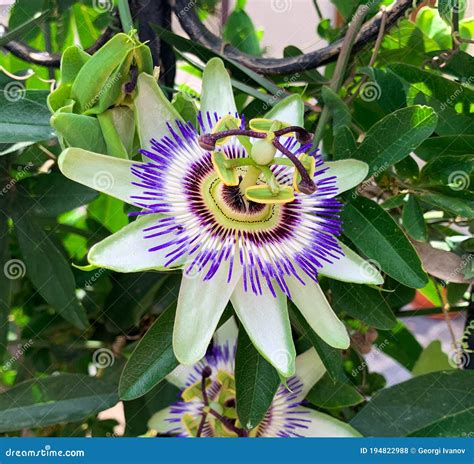 Close Up View Of Blue Passion Flower In A Garden Stock Photo Image Of