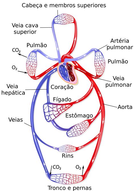 Sistema Circulatorio By Cynthia Valdes Vrogue