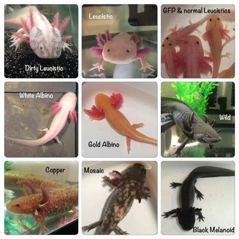 The Many Colors Of Axolotls Mudfooted