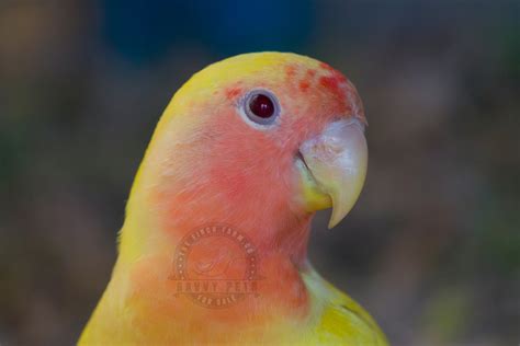 Buy Lutino Peach Face Lovebird Online Novan Birds For Sale
