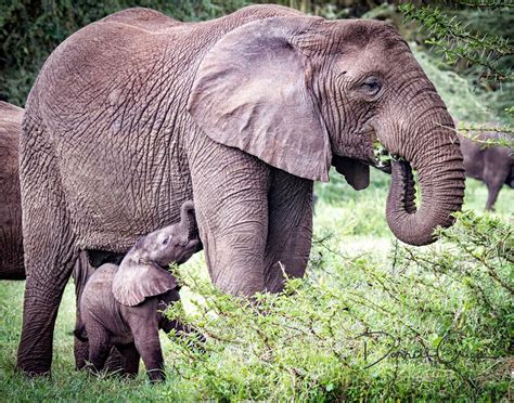 Mom And Baby African Elephant Seen At Ngorogoro Crater Tanzania