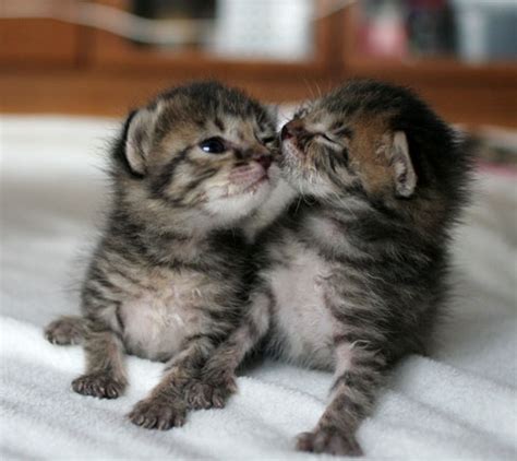 Two Rescued Tabby Kittens Love Meow