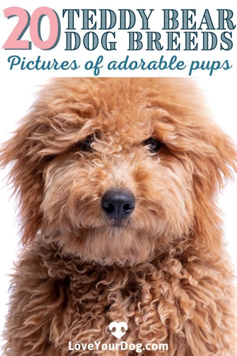 Teddy Bear Dog Breeds 20 Adorable Pups With Pictures