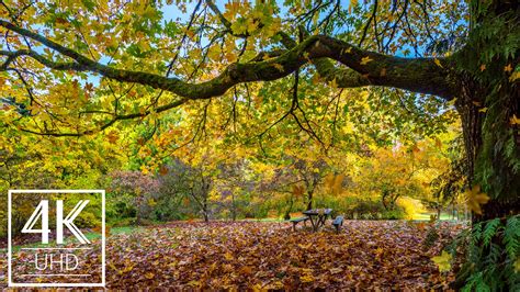 4k Animated Screensaver With Relaxing Ambient Music Fall Foliage