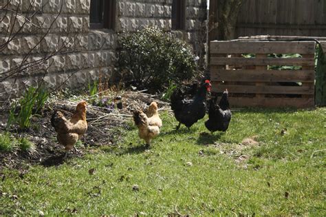 Next Gen House Raising Backyard Chickens