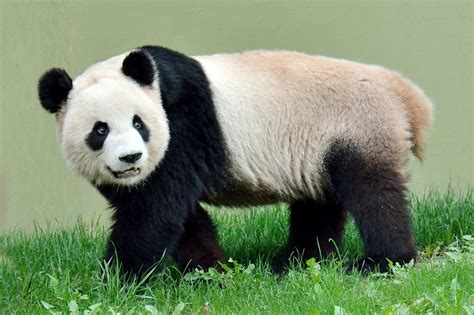 Giant Panda Er Shun Toronto Zoo Giantpanda Panda Torontozoo