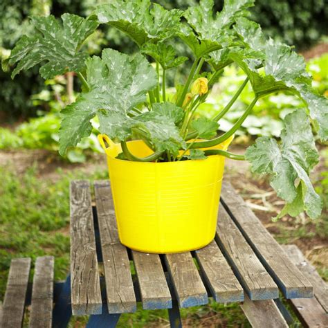 10 Vegetables That Are Easier To Grow Than Tomatoes Diy