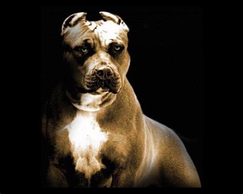 Angry Pitbull Dog Wallpaper Petswall