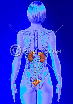 Bei einem schweren verlauf siedeln sich erreger der gürtelrose an den inneren organen an. MediDesign Frank Geisler: Bild: Anatomie Urogenitaltrakt ...