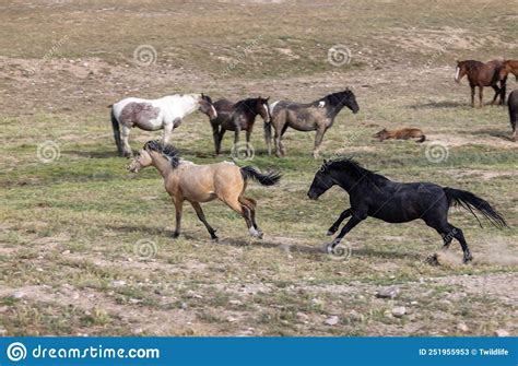 Beautiful Wild Horses In The Utah Desert Stock Image Image Of Utah