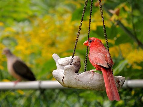 Summer Cardinal Cardinal Summer Feeder Animal Graphy Bird Dove