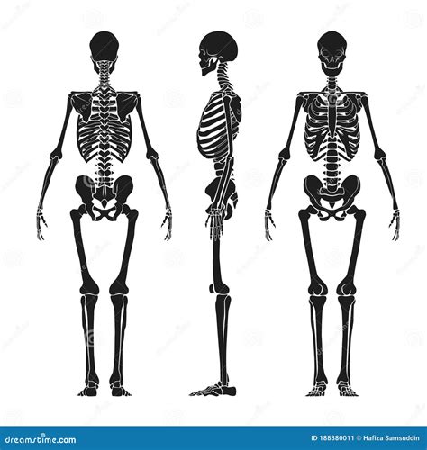 Human Skeleton Vector Illustration Decorative Design Stock Vector