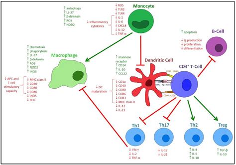 Nutrients Free Full Text Modulation Of The Immune Response To