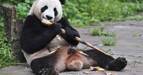 Bear Necessities Scientists Explain How Pandas Survive Eating Just Bamboo
