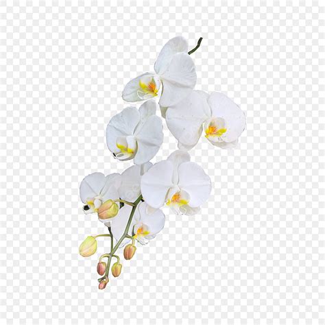 Bunga Anggrek Putih Sangat Indah Segar Kecantikan Mekar Png Dan