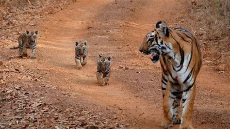Tigress Tara Delivered To Cubs In Bandhavgarh National Park