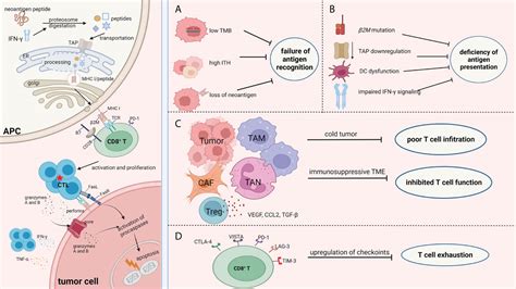 Frontiers Mechanisms Of Tumor Resistance To Immune Checkpoint