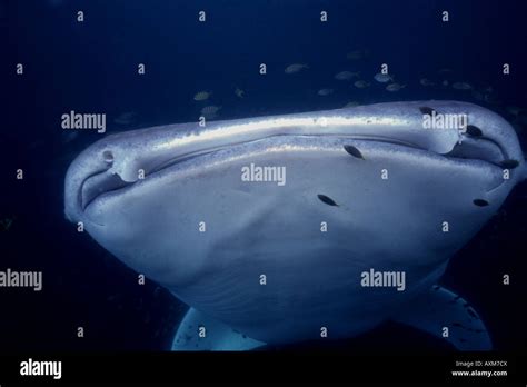 Whale Shark Rhincodon Typus Underwater Ningaloo Reef Cape Range