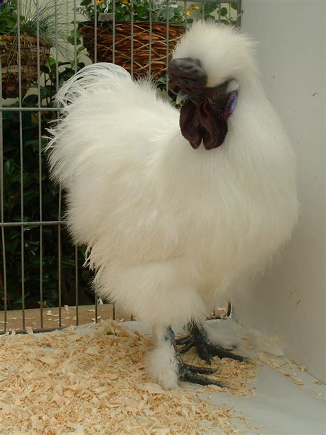 Silkie For Sale Chickens Breed Information Omlet