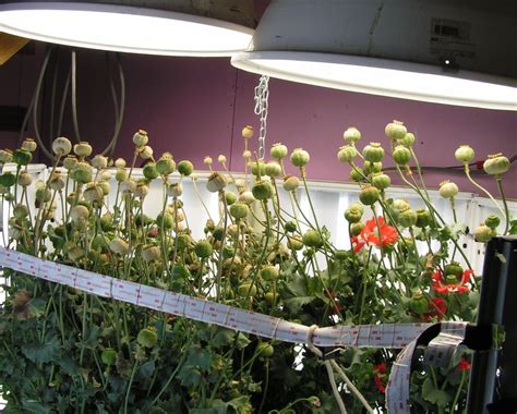 Poppies are a sloooooow growing flower. Poppy Pod Plants Growing Indoors Under Hydroponic Lights ...