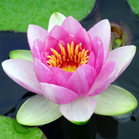 Water Lily Planting Kit Pink