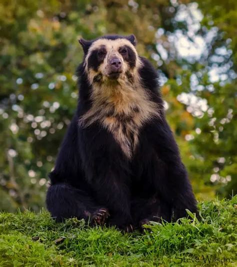 Spectacled Bear Facts Diet Habitat And Pictures On Animaliabio
