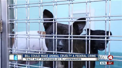 Proposed Bill Will Make Animal Cruelty A Federal Crime