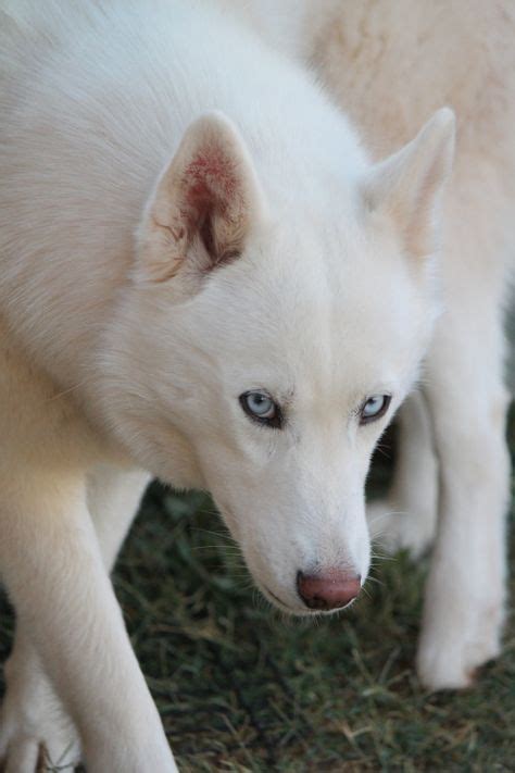 white husky  beautiful blue eyes adorable animals pinterest white husky dog  animal