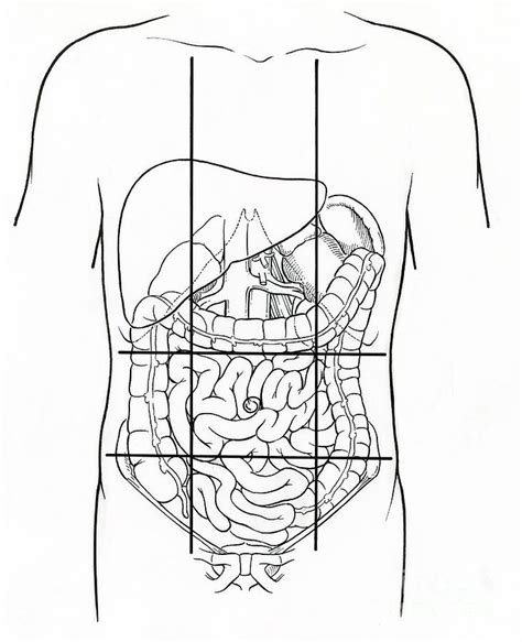 The sphere of the globe can be divided in the three standard perpendicular anatomical planes into eight quadrants: abdominal regions - Google Search | ANATOMY | Pinterest ...