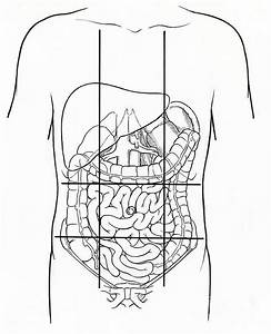 Anatomical Regions Diagram