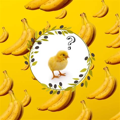 Can Baby Chicks Eat Bananas Pampered Chicken Mama Raising Backyard Chickens