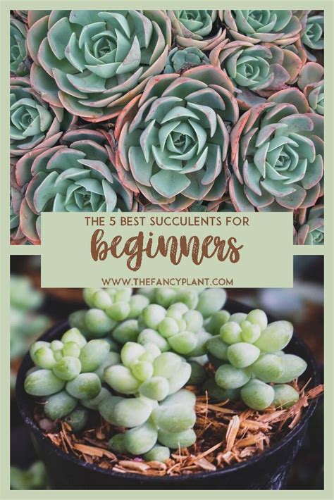 As popsugar editors, we independently select and write about stuff we love and think you'll like too. The 5 Best Succulents For Beginners | Succulents, Plants ...