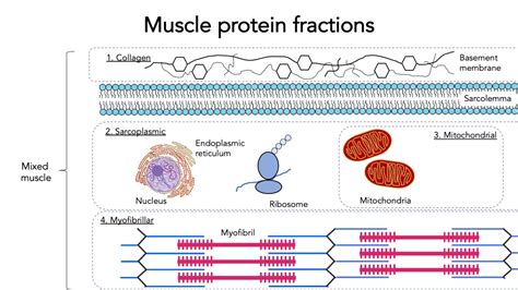 The Ultimate Guide To Muscle Protein Synthesis