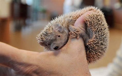 Tenrecs Are The Cutest Little Pets Youve Never Heard Of News