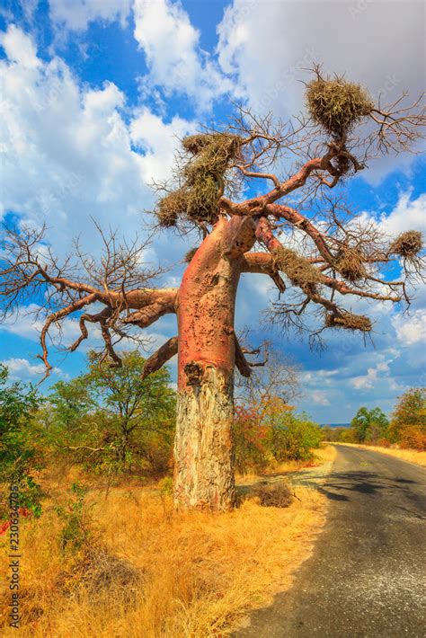 Game Drive Safari In Baobab Tree Forest Also Known As Monkey Bread